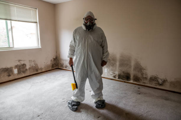 Best Mold Damage Restoration  in Glen Raven, NC